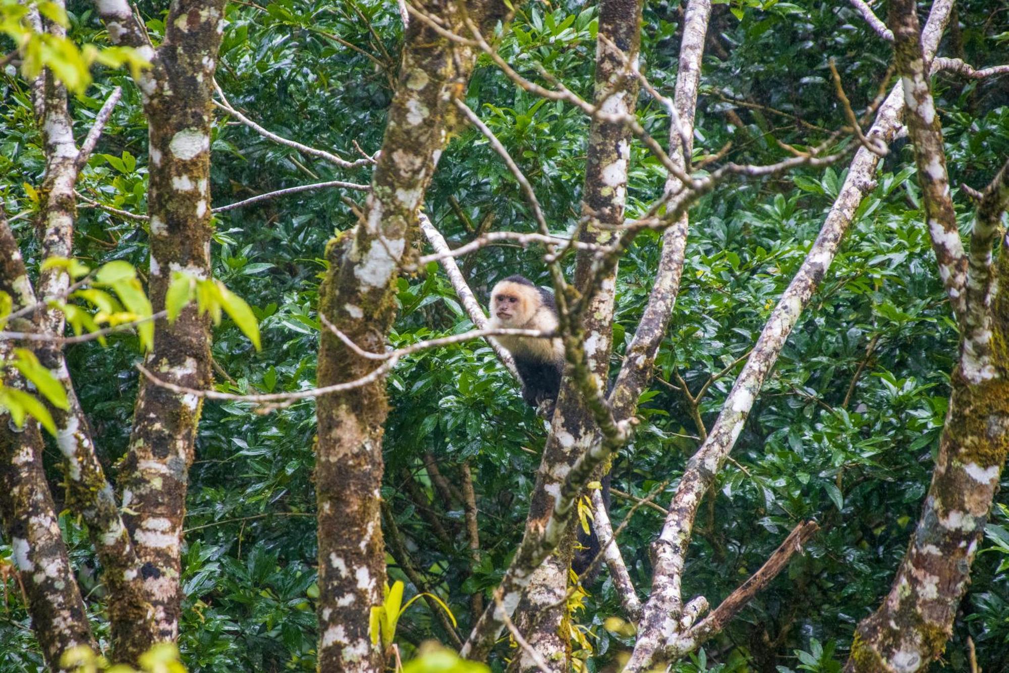 Aves De Tierras Altas Villa Bijagua Exterior photo